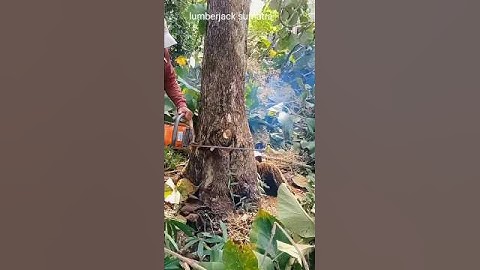 how to cut down teak trees to incur big losses#tree#cuttingwood#cuttingdowntrees#woodworking