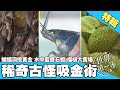 【年收千萬 古怪吸金術】榴槤大賣場／水中藍寶石蝦／蝙蝠地洞挖黃金｜《世界第一等》精選特輯22集