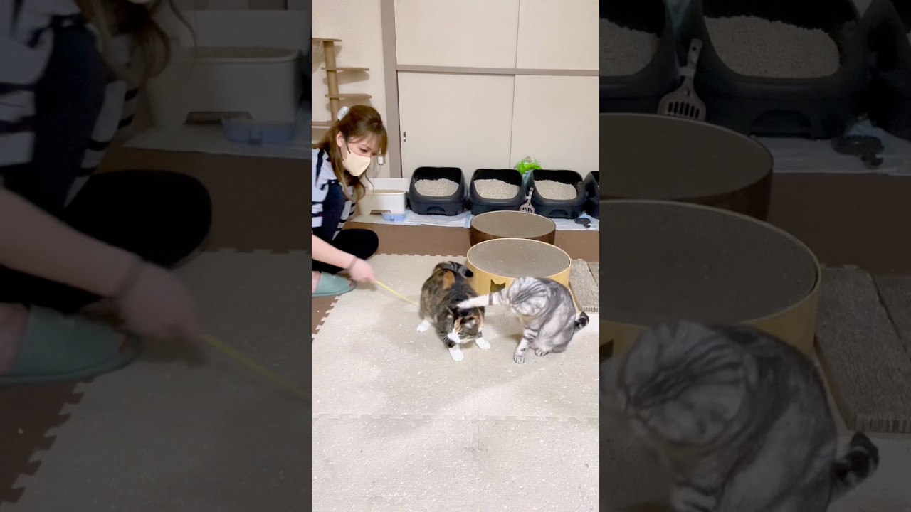 にゃんこママです。 にゃんこ大戦争】ふたりで！にゃんこ大戦争 しょうた＆あやママ 二人で