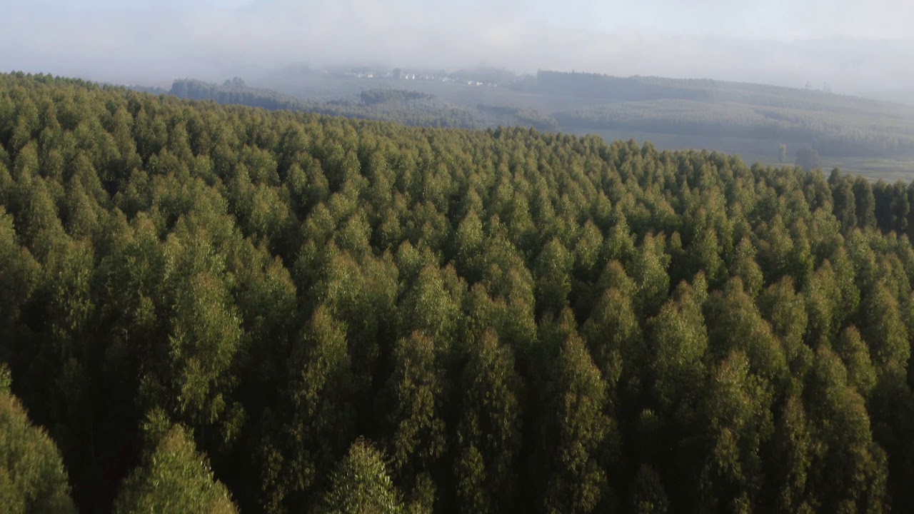 FixPix - Pine tree forest drone view