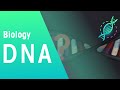 Unraveling the Secrets of DNA Structure and Function