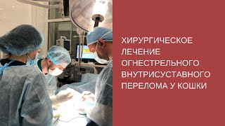 Хирургическое лечение огнестрельного внутрисуставного перелома плечевой кости у кошки