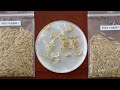 Live: Rice seeds brought back by Chang'e-5 spacecraft grow on Earth – Ep. 13