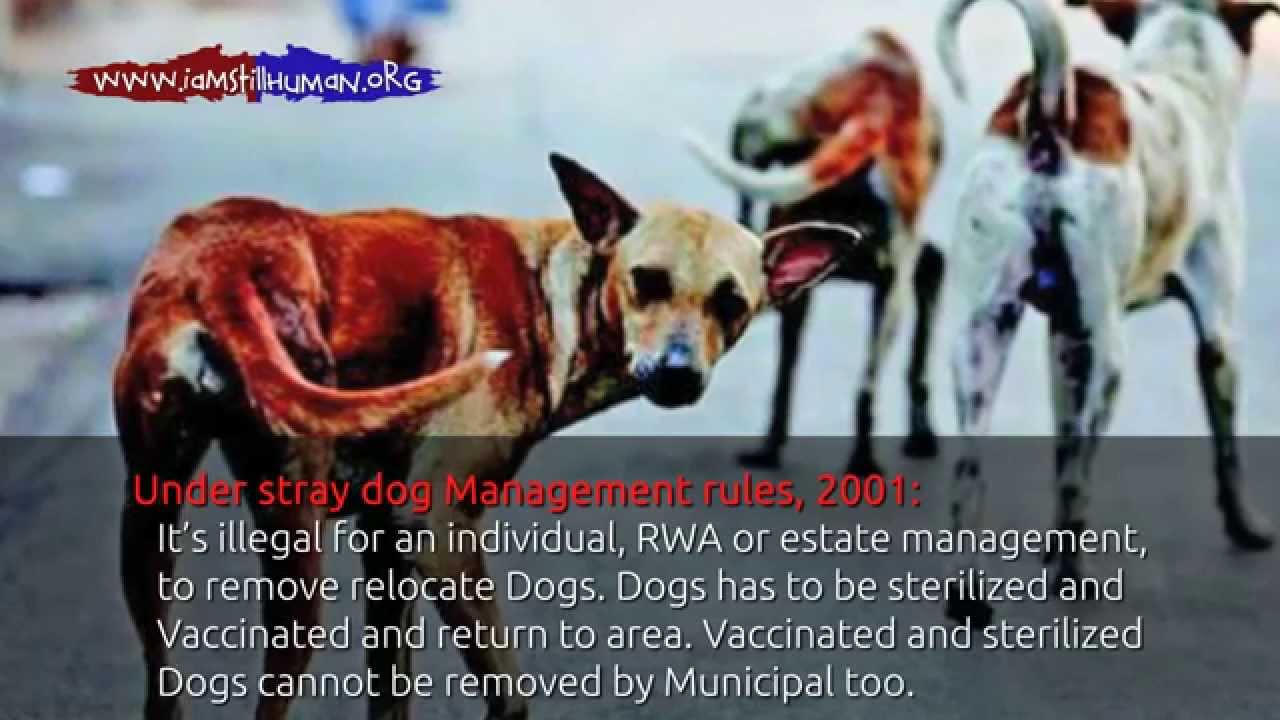 Laws for stray dogs in India saddahaq YouTube