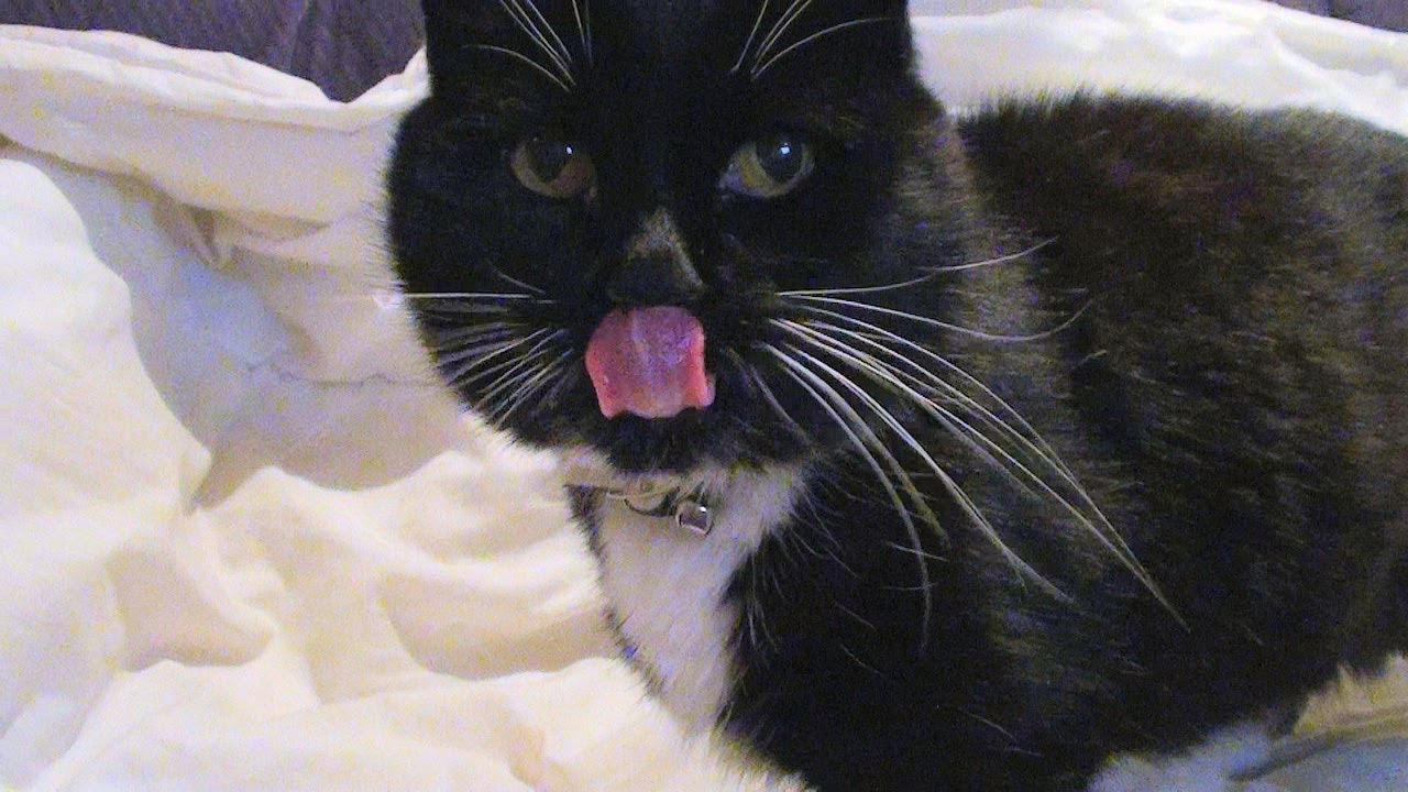 Clever cat, helps himself to Dreamies ! YouTube