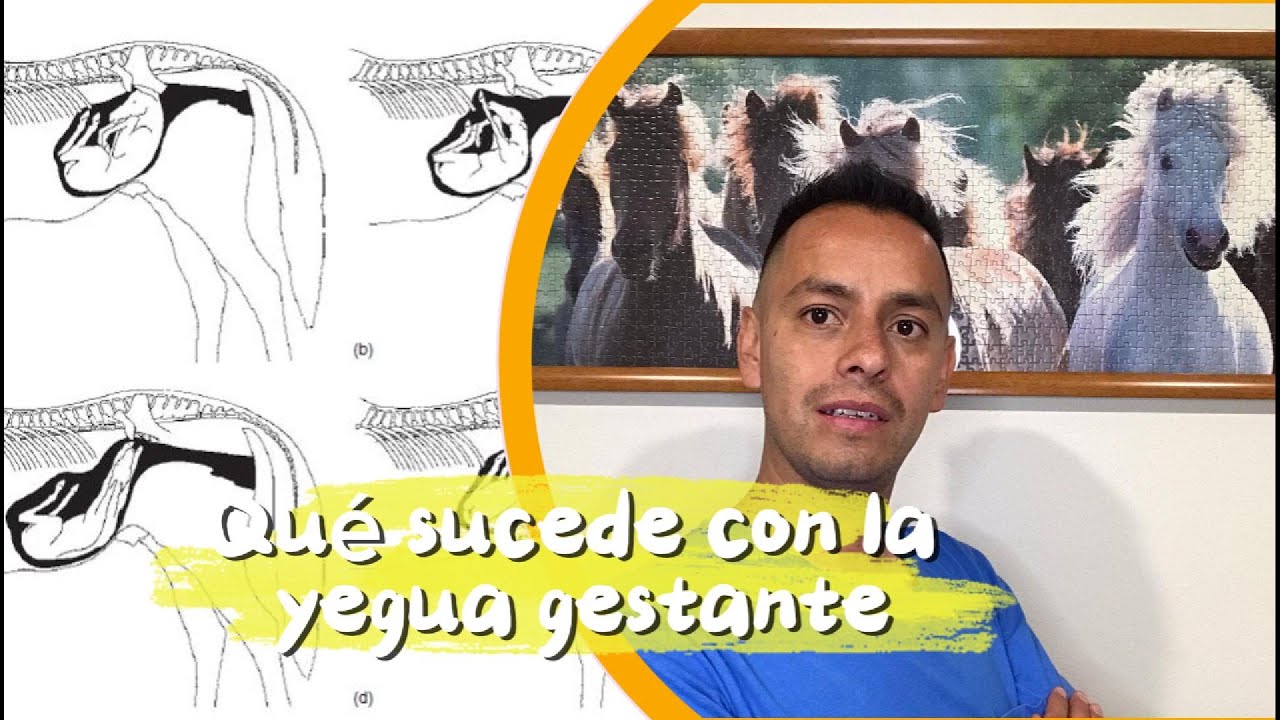 Caballos Para Todos - La Gestación en las yeguas