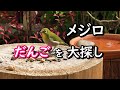 ヒヨドリに団子取られて大探しするメジロ  手造り野鳥園　White-eye looking for the disappeared bird cake.