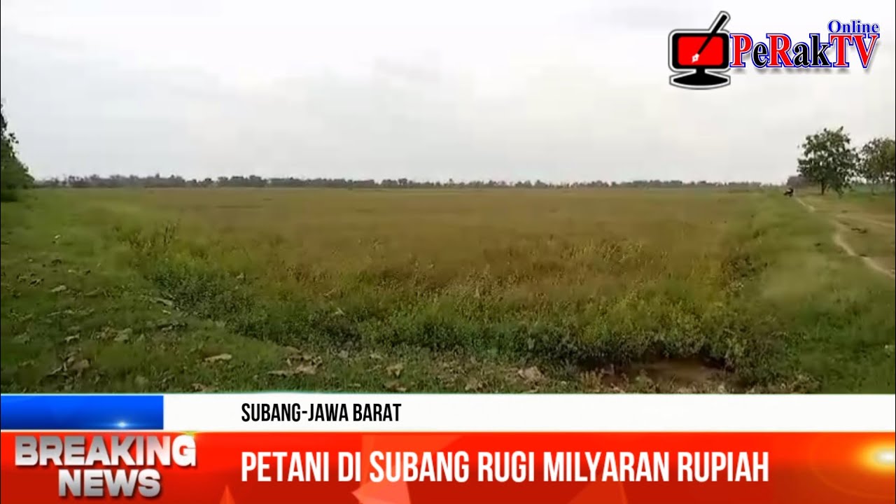 RIBUAN HEKTAR SAWAH KEKERINGAN DIDUGA TERDAMPAK PROYEK PT BRANTAS