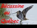 Chasse de la bécassine au Québec,vieux reportage 😍😍