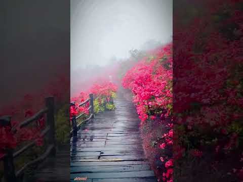 قلي متى العمر