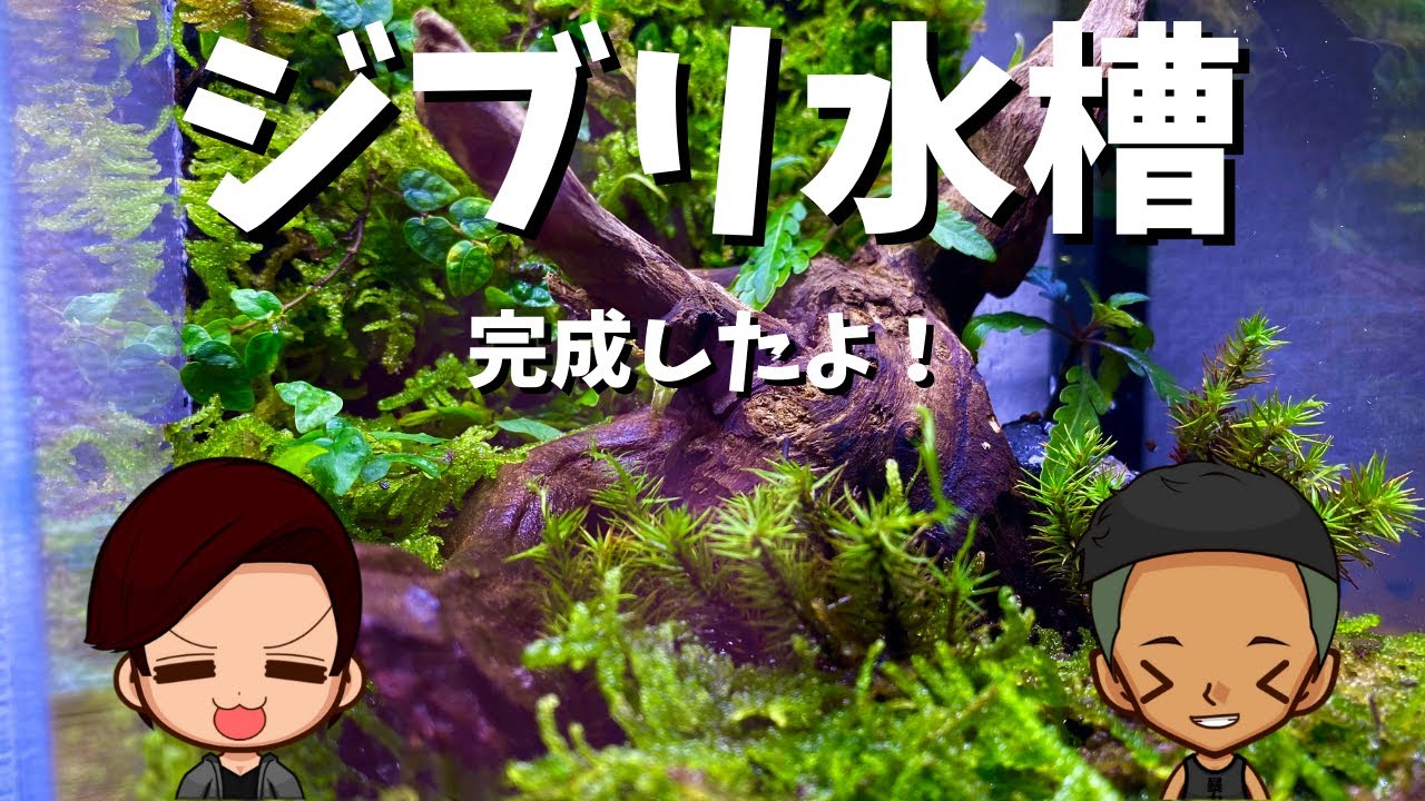 ジブリ水槽 アクアリウムでジブリの世界観立ち上げてみた Youtube ジブリ水槽 アクアリウムでジブリの世界観立ち上げてみた Youtube