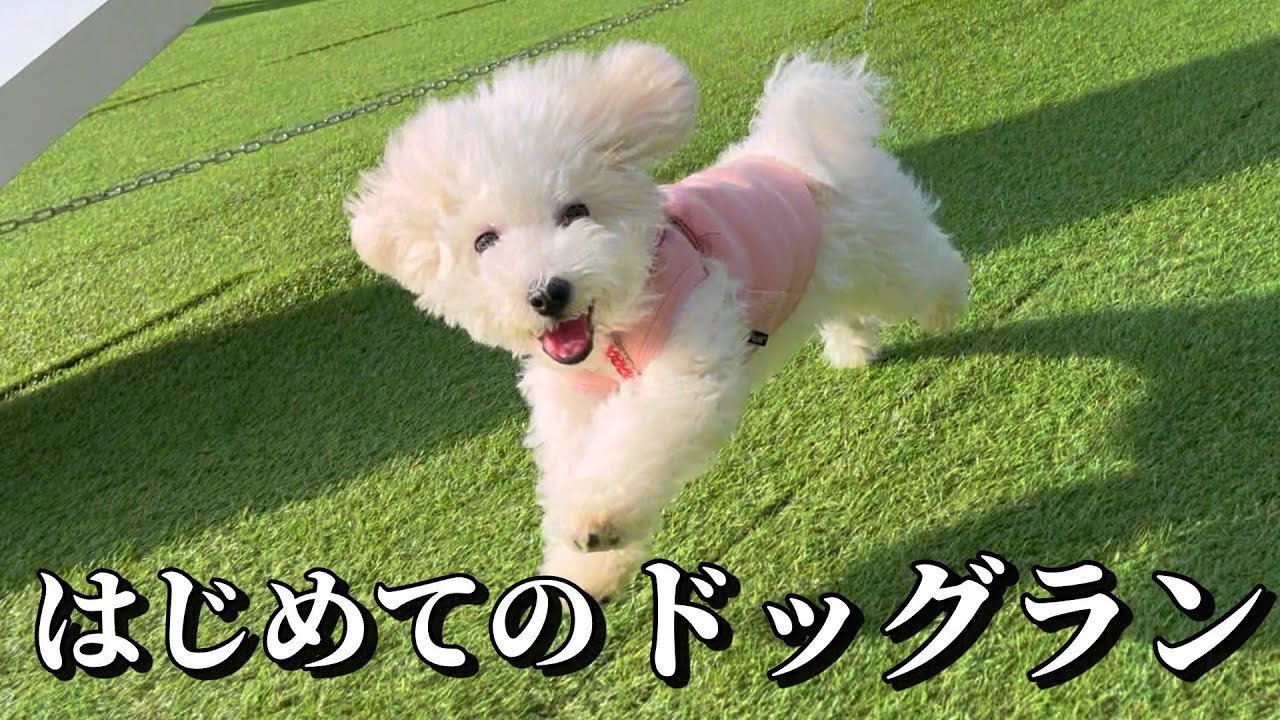 【子犬お迎え】まさかの走らない？！と思いきや、突如爆走。お友達も出来ました。【初めてのドッグラン】