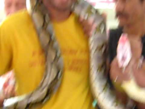 Squeeze snake_0236.AVI