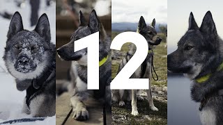 12 Months of Hiking and Camping with Tamaskan dog  A story