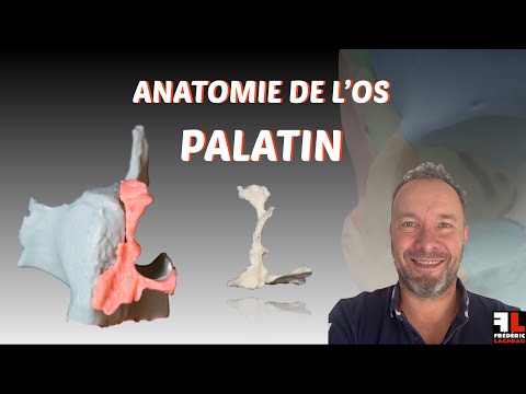 Vidéo: Où se trouve le processus pyramidal de l'os palatin ?