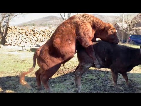 Videó: Hogyan Kell Csinálni A Macska-tehén Pózolását és Nyújtását A Hátán