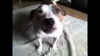 Staffordshire Bull Terrier Talking