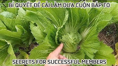 BÍ QUYẾT ĐỂ CẢI LÀM DƯA CUỘN BẮP TO SECRETS FOR SUCCESSFUL MEMBERS #245| Giải Trí Miền Tây