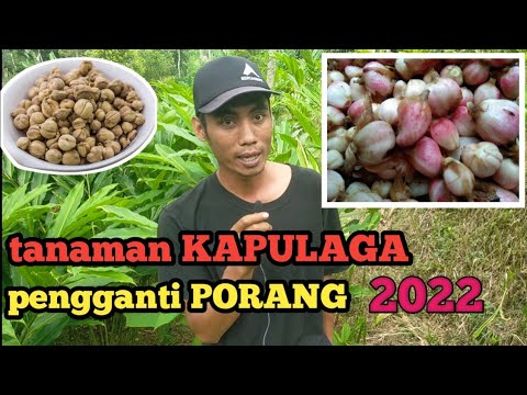 PETANI KAPULAGA PENGGANTI PORANG 2022