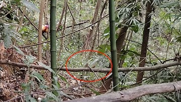 Dib​ qaib​ qus​ xyoo​ 2025​ ep: 49​ qaib​ nyeg tsis​ qua​ tiam​ si kuj​ tuaj​ thiab