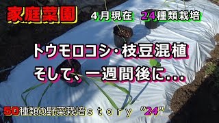 【家庭菜園】４月の野菜！！トウモロコシ・枝豆混植（コンパニオンプランツ栽培）から1週間後衰弱。