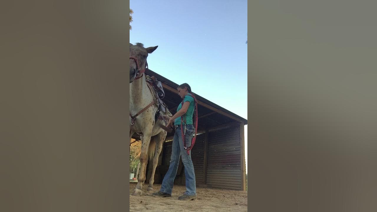 How to tack up a horse western style YouTube