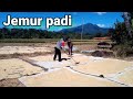 Cara jemur padi agar cepat kering
