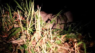 Wild Elephants in Borneo