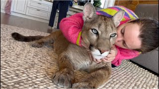 Masha kissed the cougar Messi! Rare video!