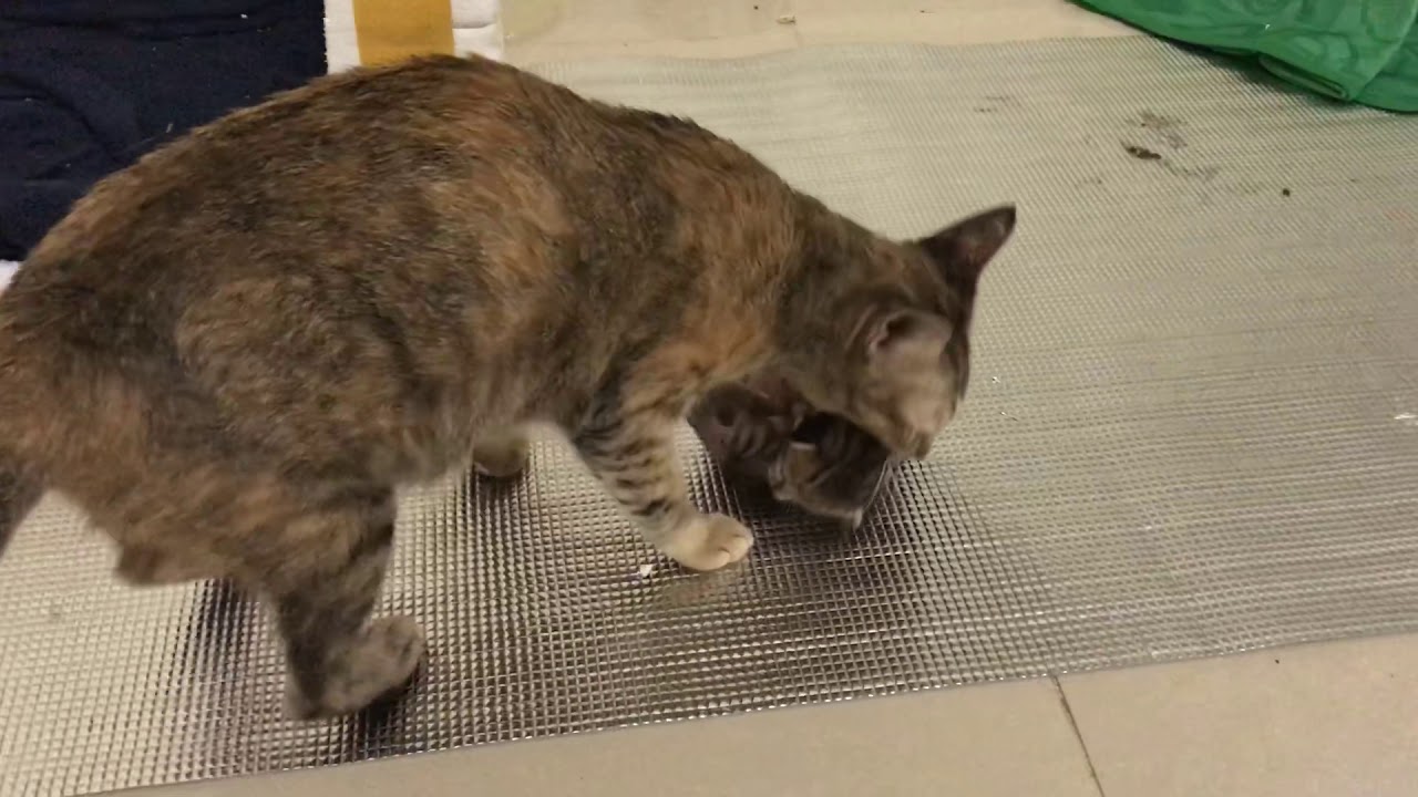 Cat Kittens House moving Uncut ver 7 Laki s raising Cat Kittens House moving Uncut ver 7 Laki s raising