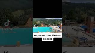 Наша корова прямо сейчас😂😂😂Поделитесь с теми, кому сейчас жарко👉🥵 и подпишитесь, спасибо🤝🤗