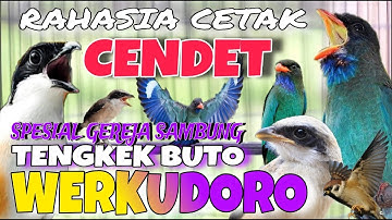 MASTERAN SPESIAL CENDET FULL TEMBAKAN PANJANG TENGKEK BUTO WERKUDORO RAHASIA CETAK TEMBAKAN PANJANG²