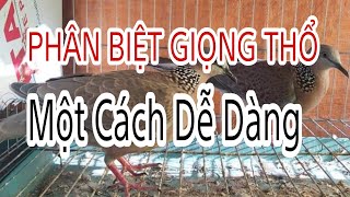 Cách Phân Biệt Các Giọng Cu Gáy P2 : GIỌNG THỔ ( Thổ đặc,Thổ sấm,Thổ rền,Thổ dế,Thổ đồng,Thổ kim)