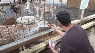 Having fun feeding the animals at Living Treasures Wild Animal Park - part 1 (9-8-19)