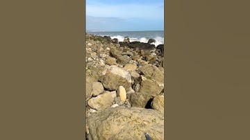 Fossil Hunting gone right #fyp #fossil #shortvideo #shorts #ammonite #find