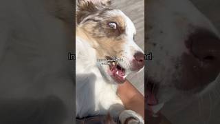 TREND con Mila 🐶🤭 #fyp #humor #pet #aussie  #puppylove #girls #MarRebeca #dog