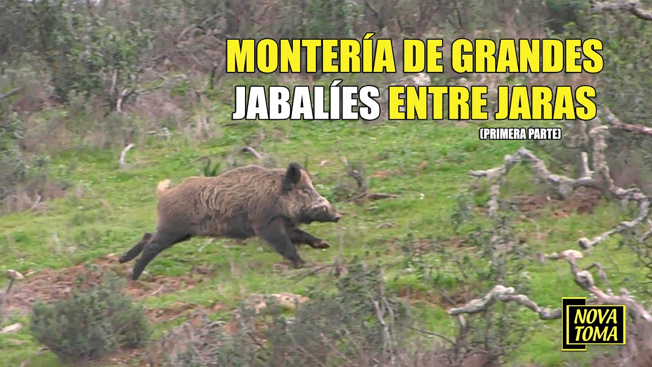 MONTERIA DE GRANDES JABALIES ENTRE JARAS