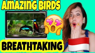 Tanah Papua Indonesia | Paradise for Birds - Reaction (FILIPINA REACTION)