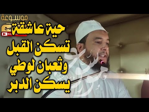 رقية الحية العاشقة سكنت القبل معها الثعبان اللوطي سكن الدبر الراقي المغربي نعيم ربيع