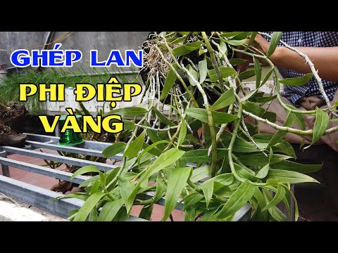 Hướng dẫn ghép lan Phi Điệp Vàng nhanh ra rễ