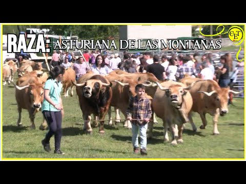 Toro y vacas de raza asturiana de las montañas