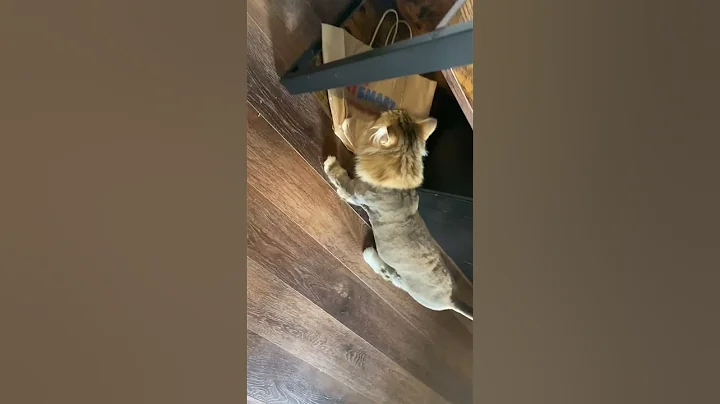 Watch the video about Groomed my Siberian kitten (almost cat!). Now she’s a little lion cub!