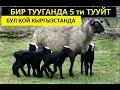 Бир тууганда 5 ти тууган РОМАНОВ койлору Кыргызстанда.