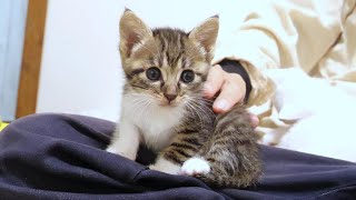 When I was photographing a kitten, it came to the cameraman's lap [protected cat]