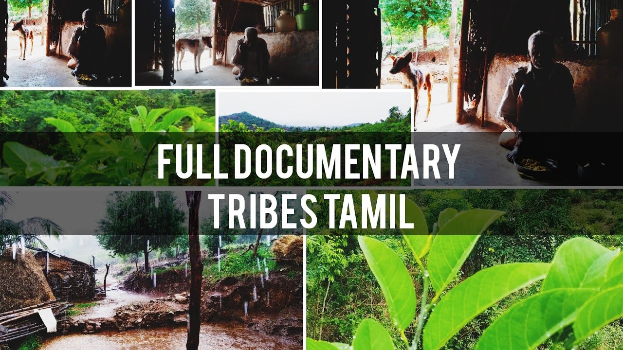 அவள் நட்சத்திரங்களை புடைத்து கொண்டிருந்தாள்!மலை கிழத்தி வெள்ளையம்மாள்!TRIBES LIFE STYLE|TAMIL TRIBES