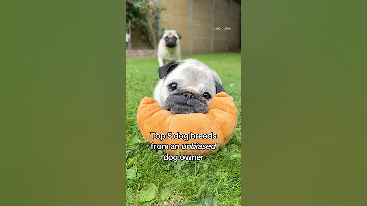 Top 5 DOG breeds (in my unbiased opinion) 😌✨ #pug #dog thumbnail