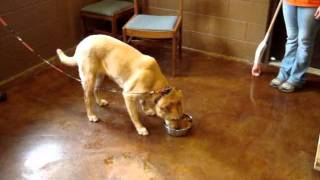 Mable resource guarding food