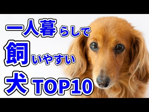 【ペット】一人暮らしの部屋でも飼いやすい犬TOP10