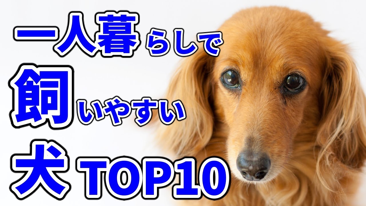 ペット 一人暮らしの部屋でも飼いやすい犬top10 Youtube