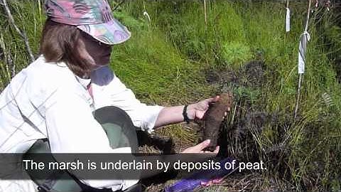 Nutrient Impacts on Wetlands: Field Studies New Zealand